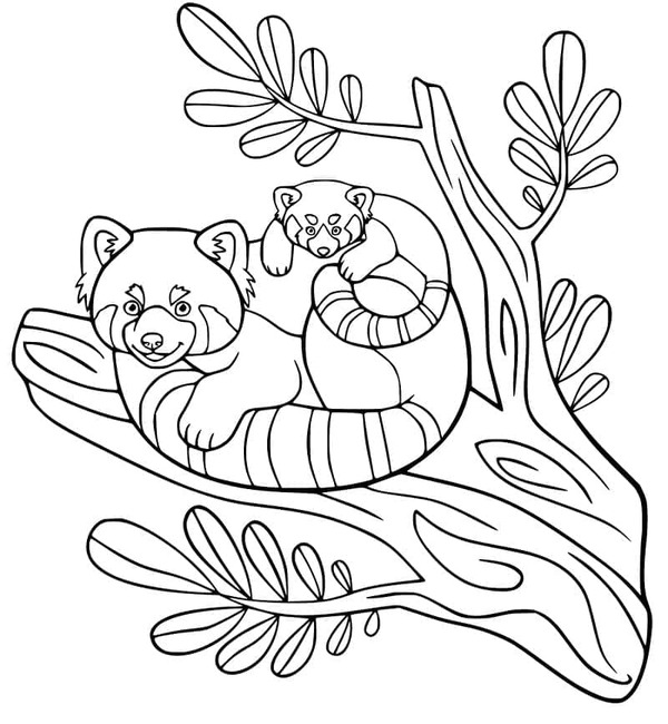 Dibujos de Imagen de Panda Rojo imprimir gratis para colorear