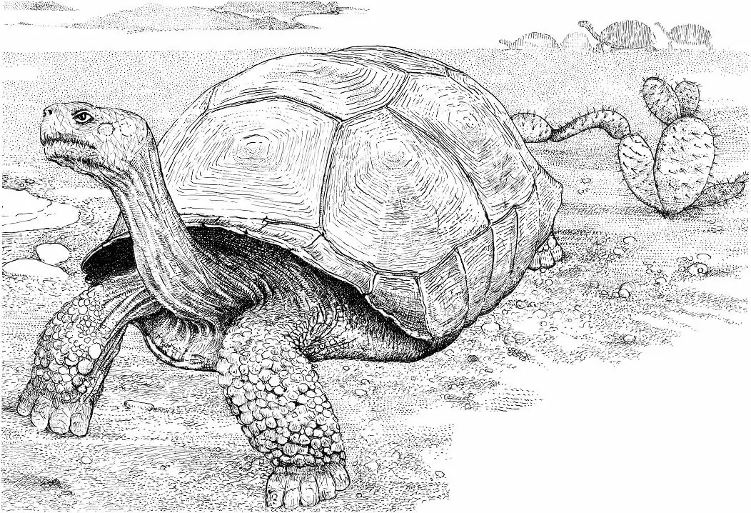 Dibujos de Imagen Desierto para colorear