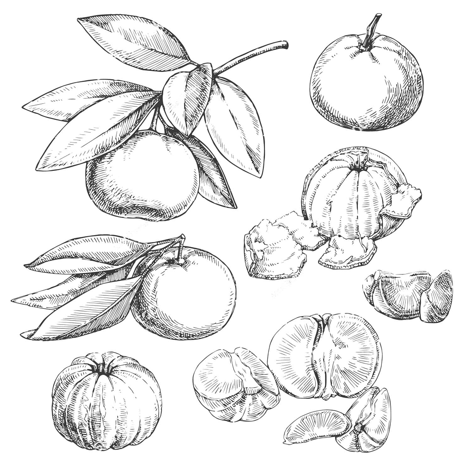 Dibujos de Imagen Mandarina sencillo para colorear