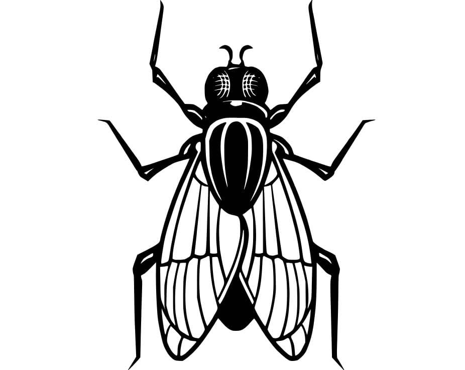 Dibujos de imagen Mosca para colorear