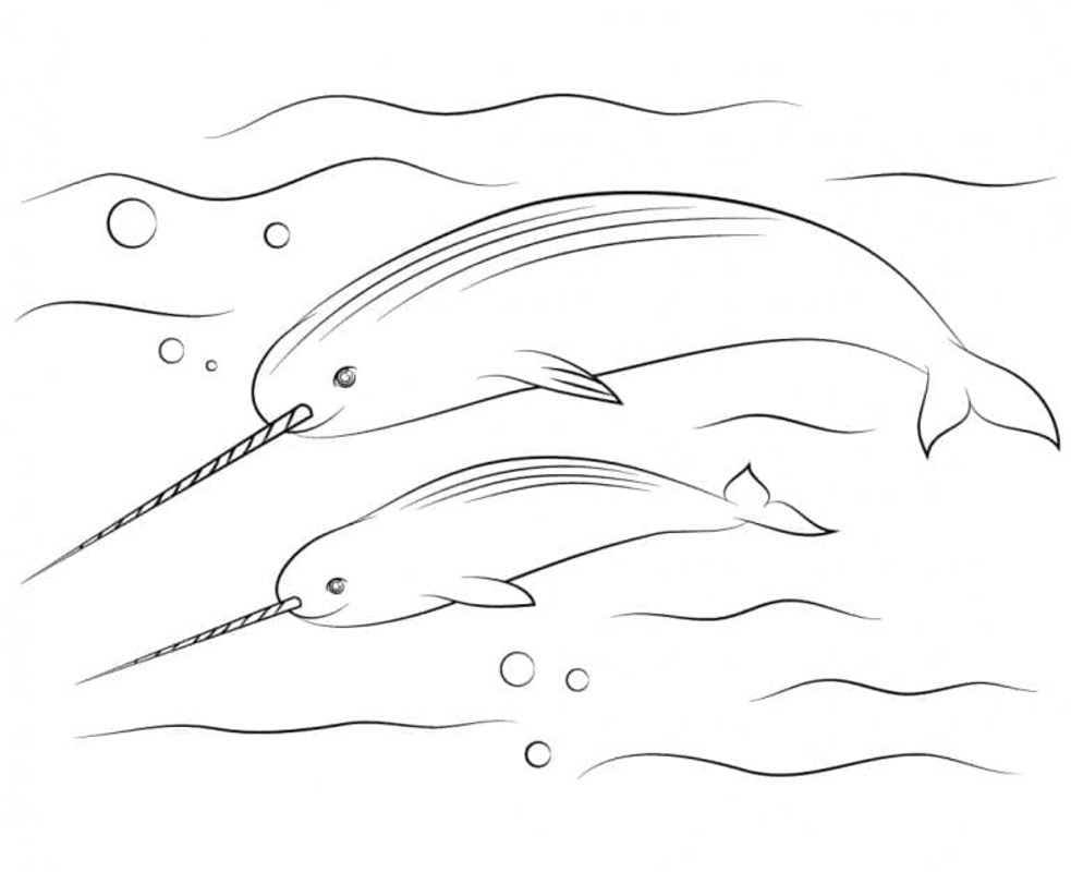 Dibujos de Imagen Narval gratis para colorear