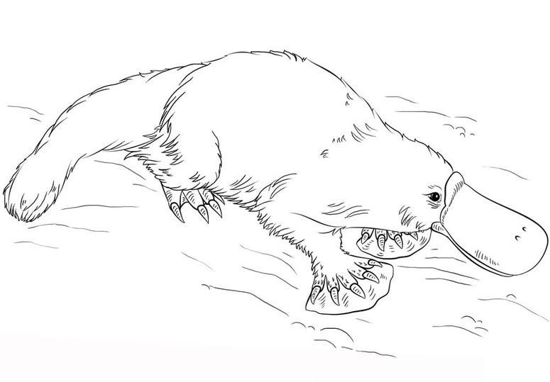 Dibujos de Imagen Ornitorrinco gratis para colorear