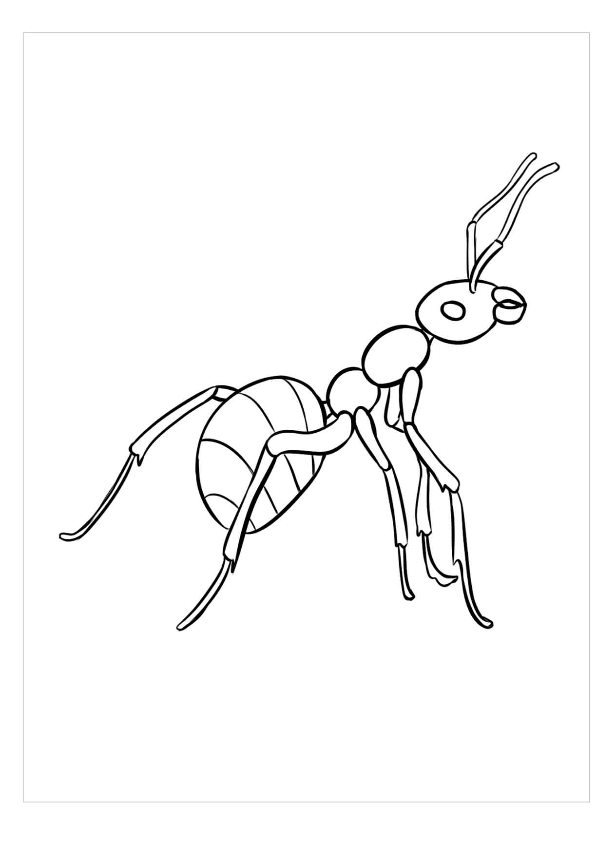 Imágenes gratis de Hormigas para colorir