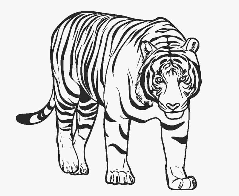 Dibujos de Impresionante Tigre para colorear