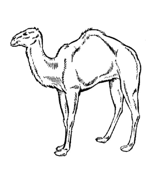 Dibujos de Imprimir Camellos para colorear