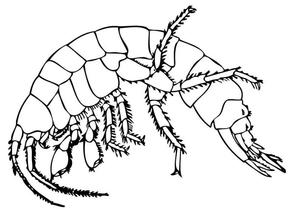 Dibujos de Imprimir gratis Camarones para colorear