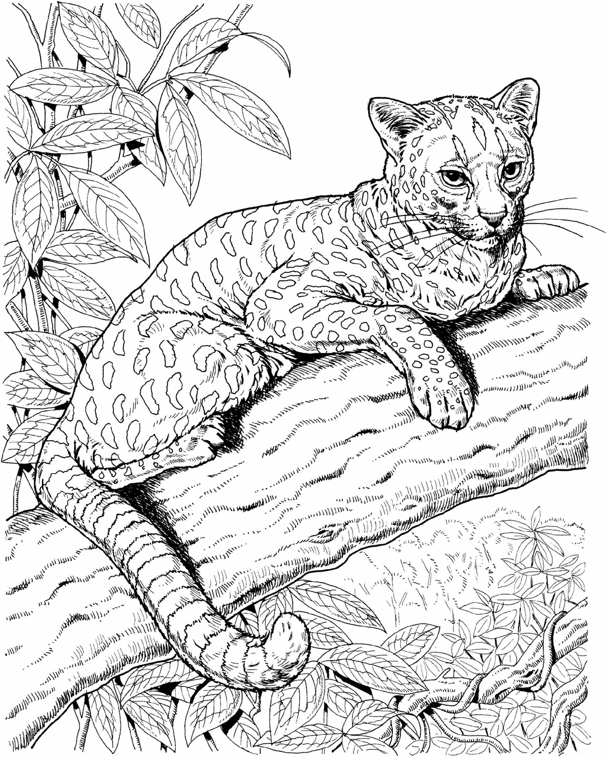 Dibujos de Jaguar es para Adultos para colorear