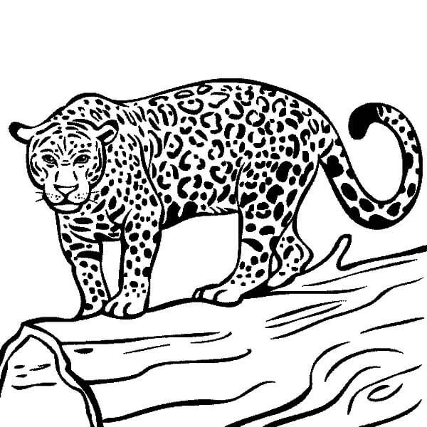 Jaguar Listo para Cazar para colorir