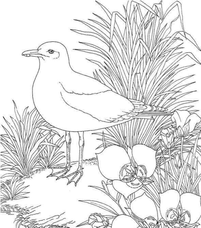 Dibujos de Jardín 4 para colorear