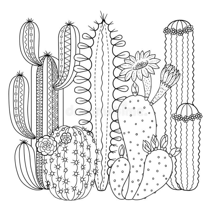 Jardín de Cactus para colorir
