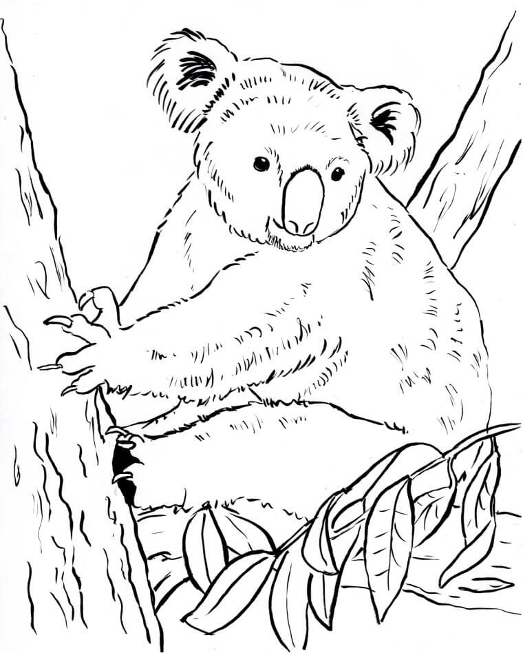 Simple Koala para colorir