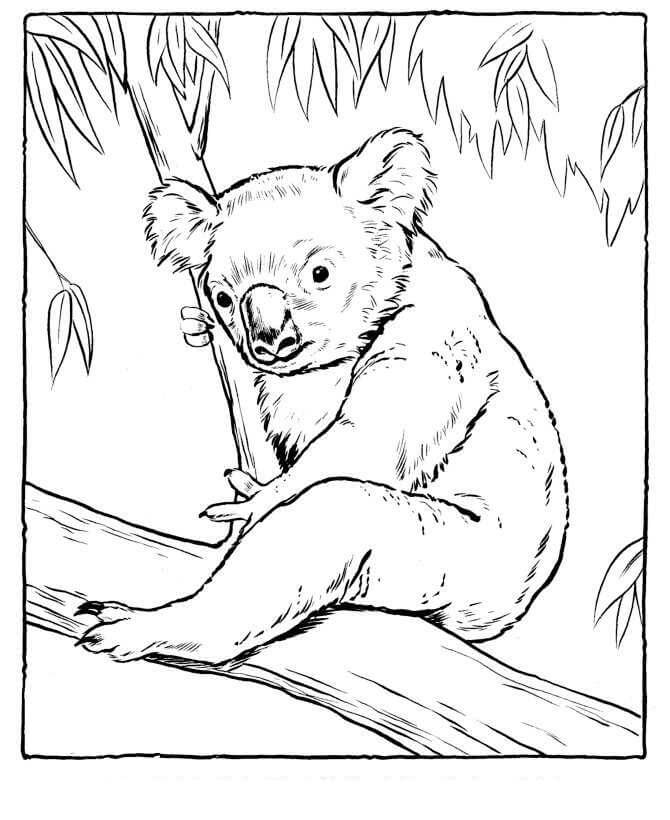 Koala sentado en un Árbol para colorir