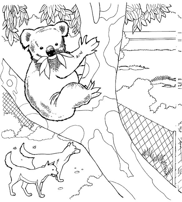 Dibujos de Koala y dos Perros en el Zoológico para colorear