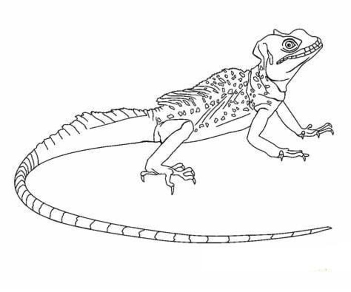 Dibujos de Lagartija fácil para colorear