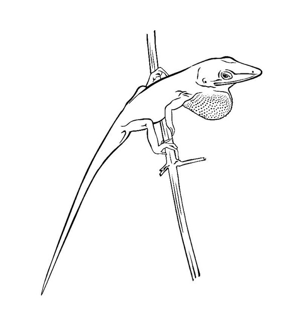 Dibujos de Lagartija gratis para colorear