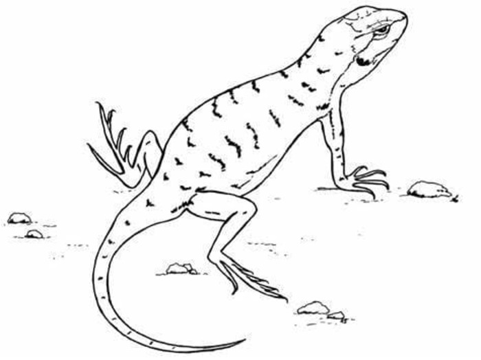 Lagartija para colorear