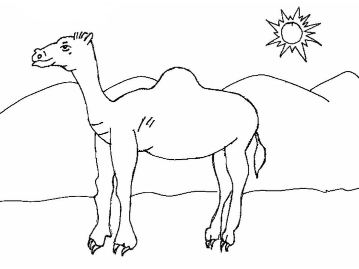 Dibujos de Los camellos y el sol para colorear