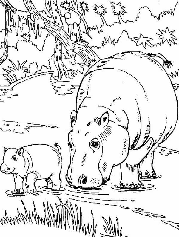 Dibujos de Madre Hipopótamo Normal y Bebé Hipopótamo para colorear