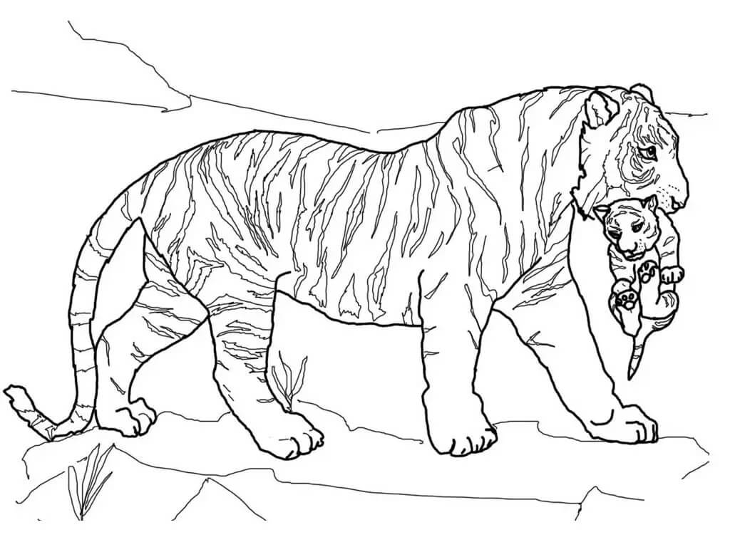 Dibujos de Madre tigre Cargando Bebé Tigre para colorear