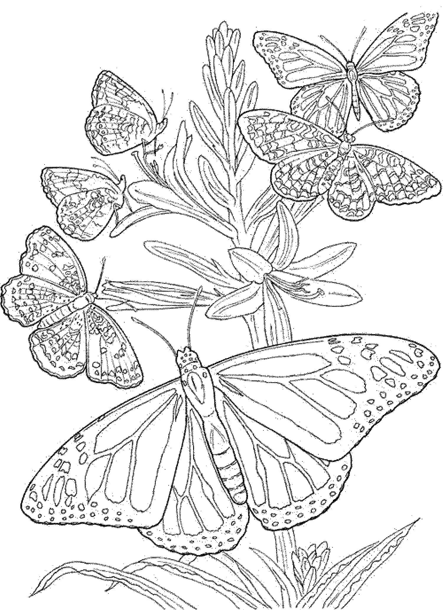 Dibujos de Mandala de Mariposas para colorear