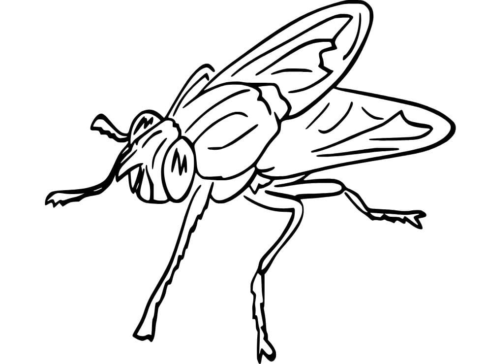 Dibujos de Mosca 2 para colorear