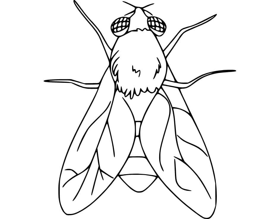 Dibujos de Mosca 3 para colorear