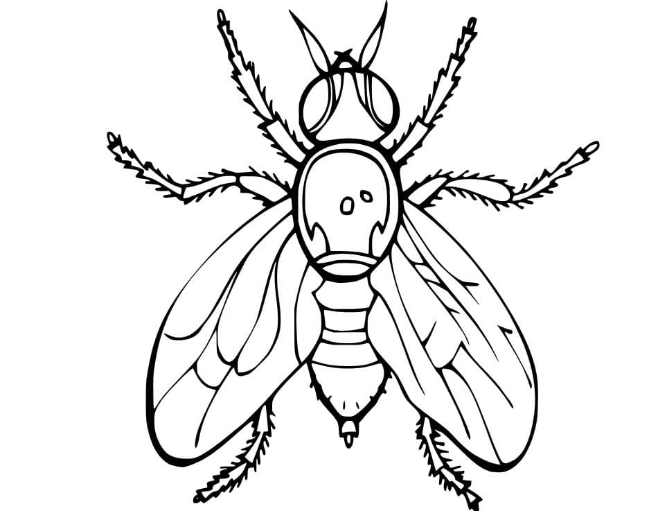 Dibujos de Mosca 4 para colorear