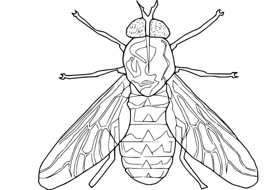 Dibujos de Mosca 5 para colorear