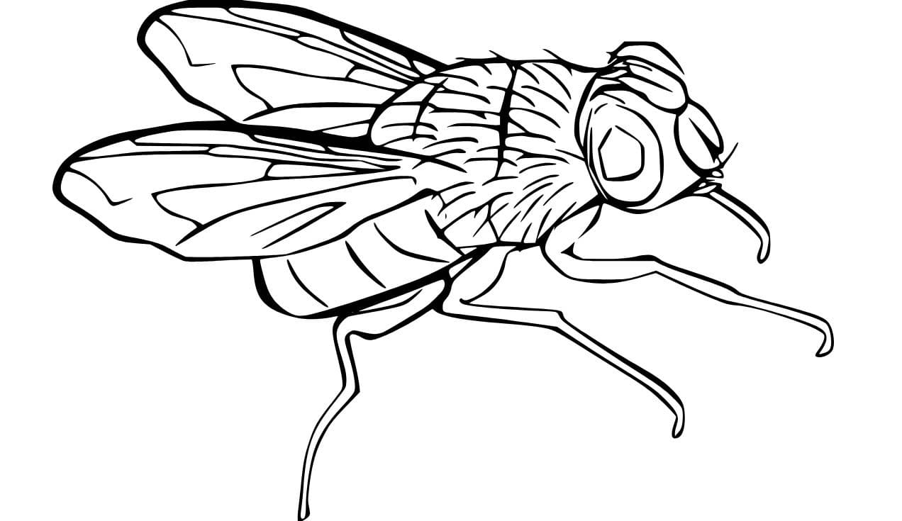 Dibujos de Mosca en niños para colorear