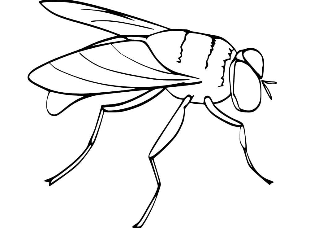 Dibujos de Mosca gratis para colorear