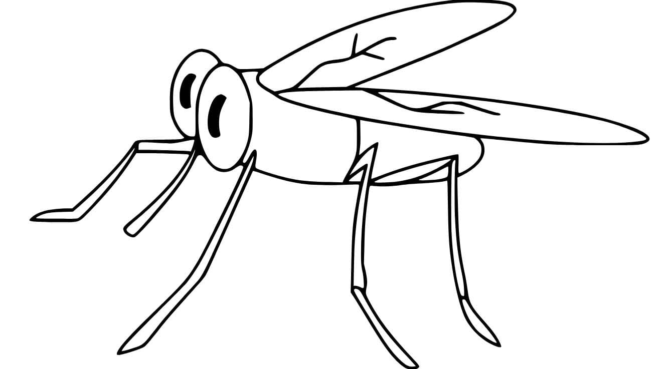 Dibujos de Mosca imprimible gratis para colorear