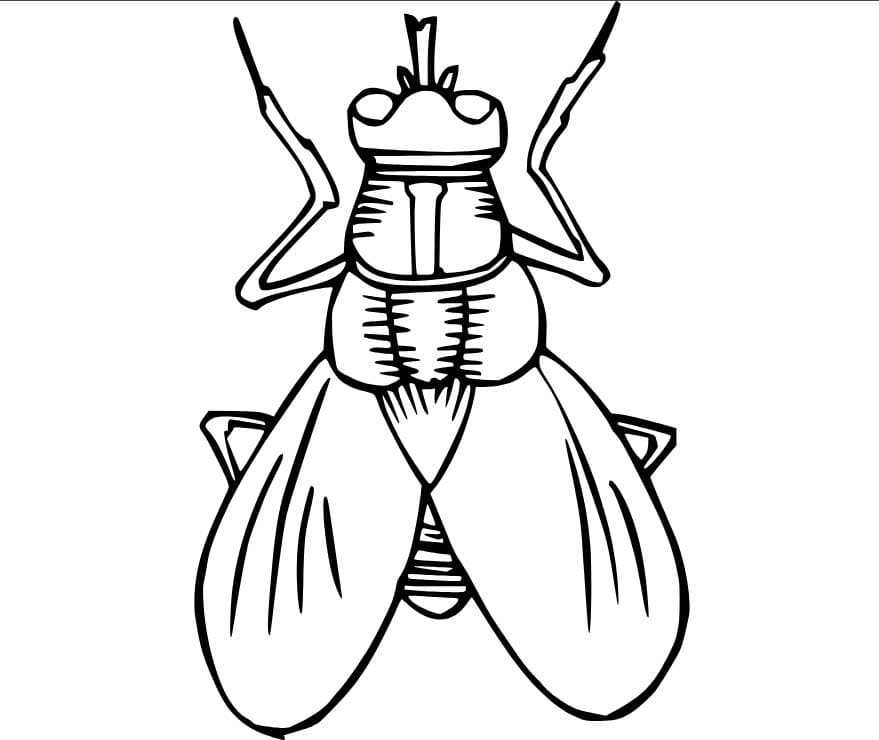 Dibujos de Mosca imprimible para colorear