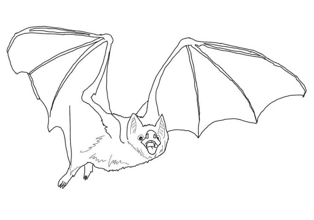Dibujos de Murciélago Vampiro Común para colorear