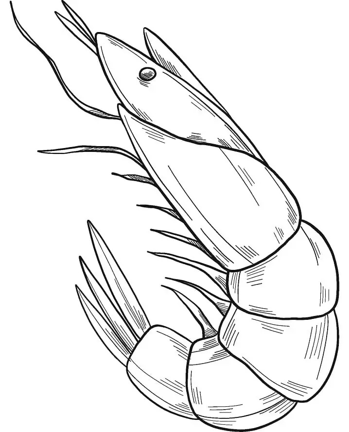 Dibujos de Muy básico camarones para colorear