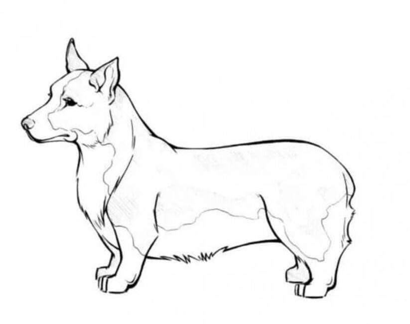 Dibujos de Muy básico Corgi para colorear