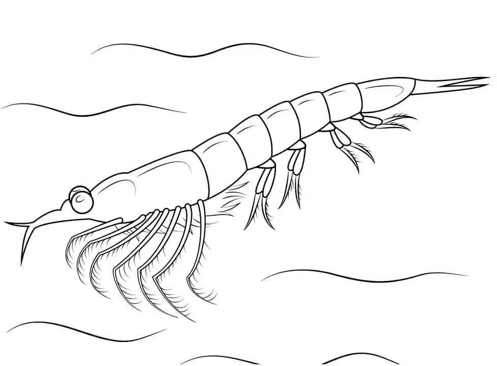 Dibujos de Muy sencillo Camarones para colorear