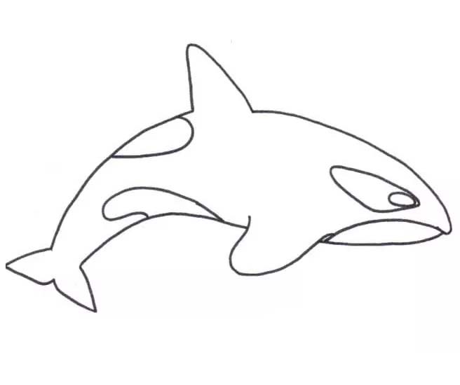 Dibujos de Orca básico para colorear