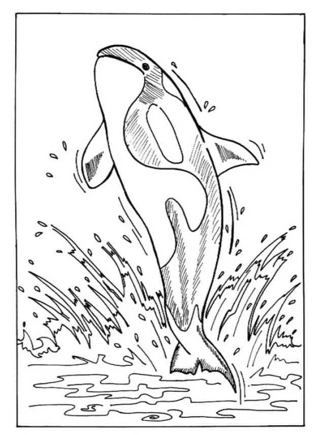 Dibujos de Orca para niños para colorear