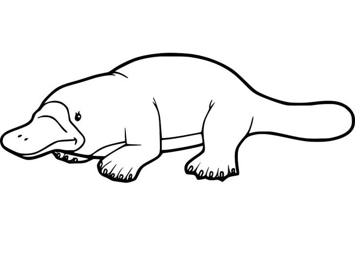 Dibujos de Ornitorrinco Básico en niños para colorear