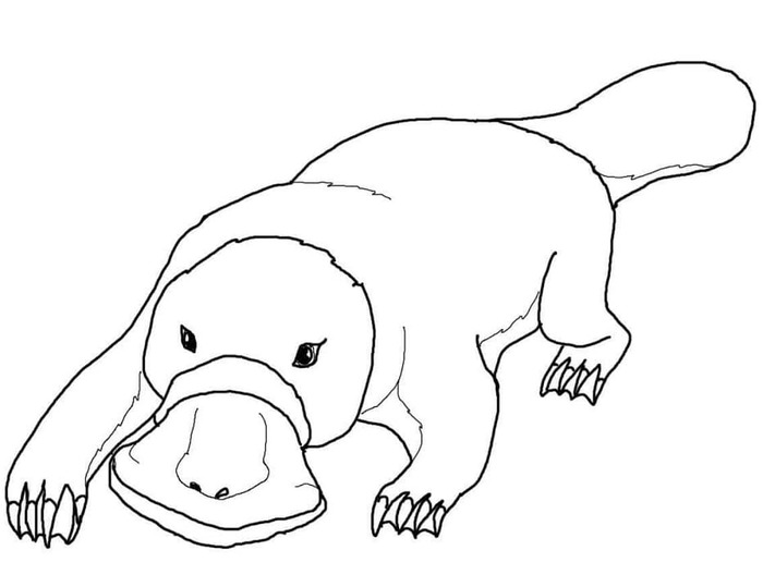 Dibujos de Ornitorrinco fácil en niños para colorear