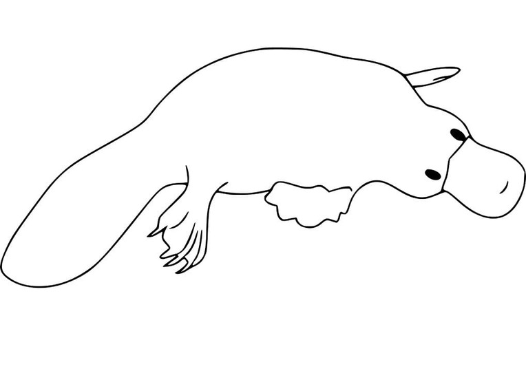 Dibujos de Ornitorrinco para niños para colorear