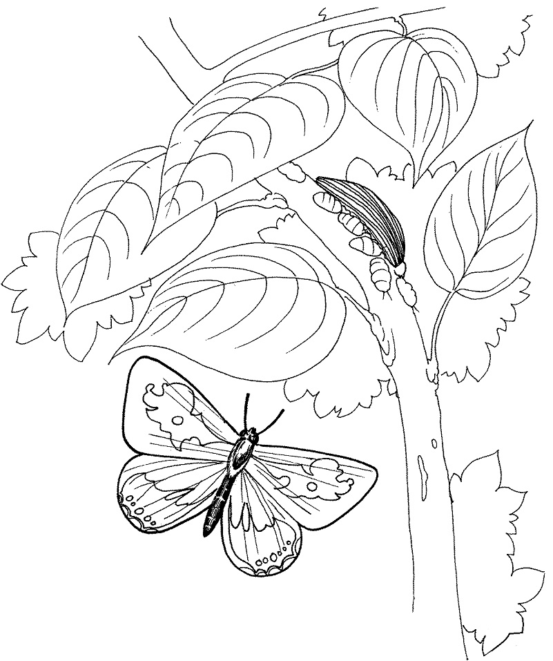 Dibujos de Oruga con Mariposa para colorear