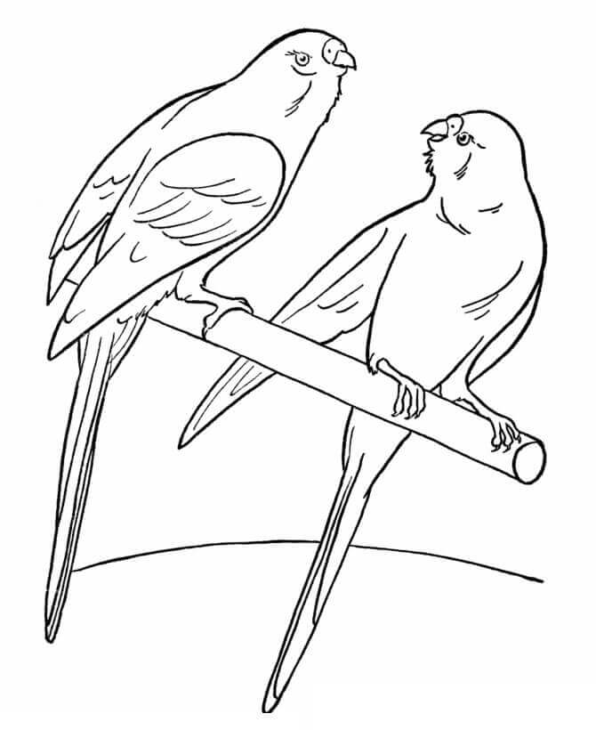Dibujos de Pájaros Del Animal Doméstico para colorear