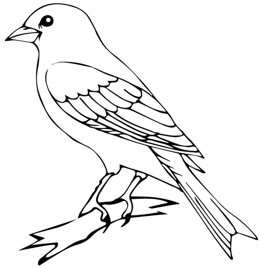 Dibujos de Pájaro Canario para colorear