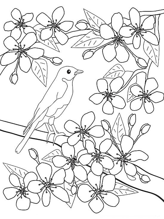 Dibujos de Pájaro y Flor en Primavera para colorear