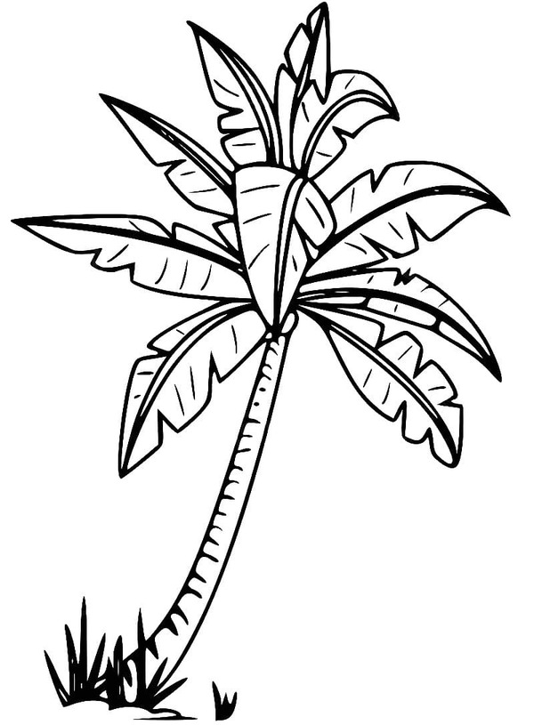 Palmera para colorear