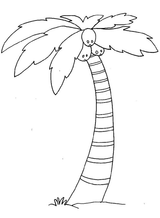 Dibujos de Palmera para niños para colorear