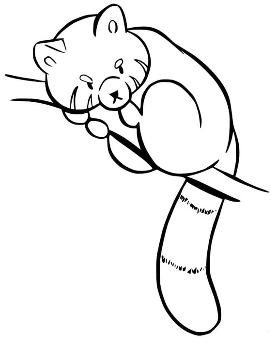 Dibujos de Panda rojo imprimir gratis para colorear