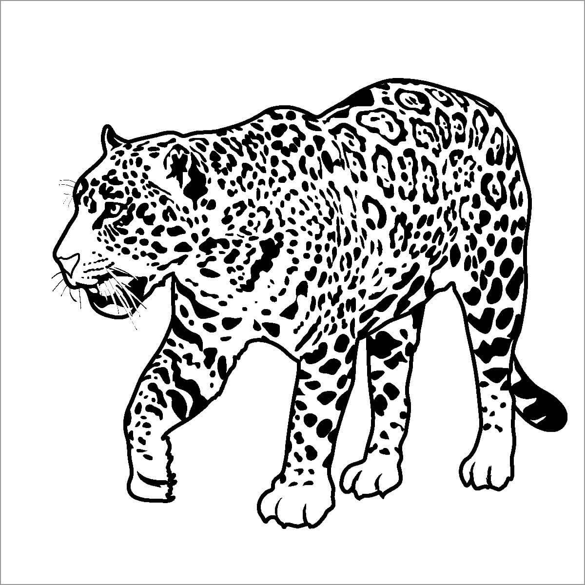 Paseo del Jaguar para colorir