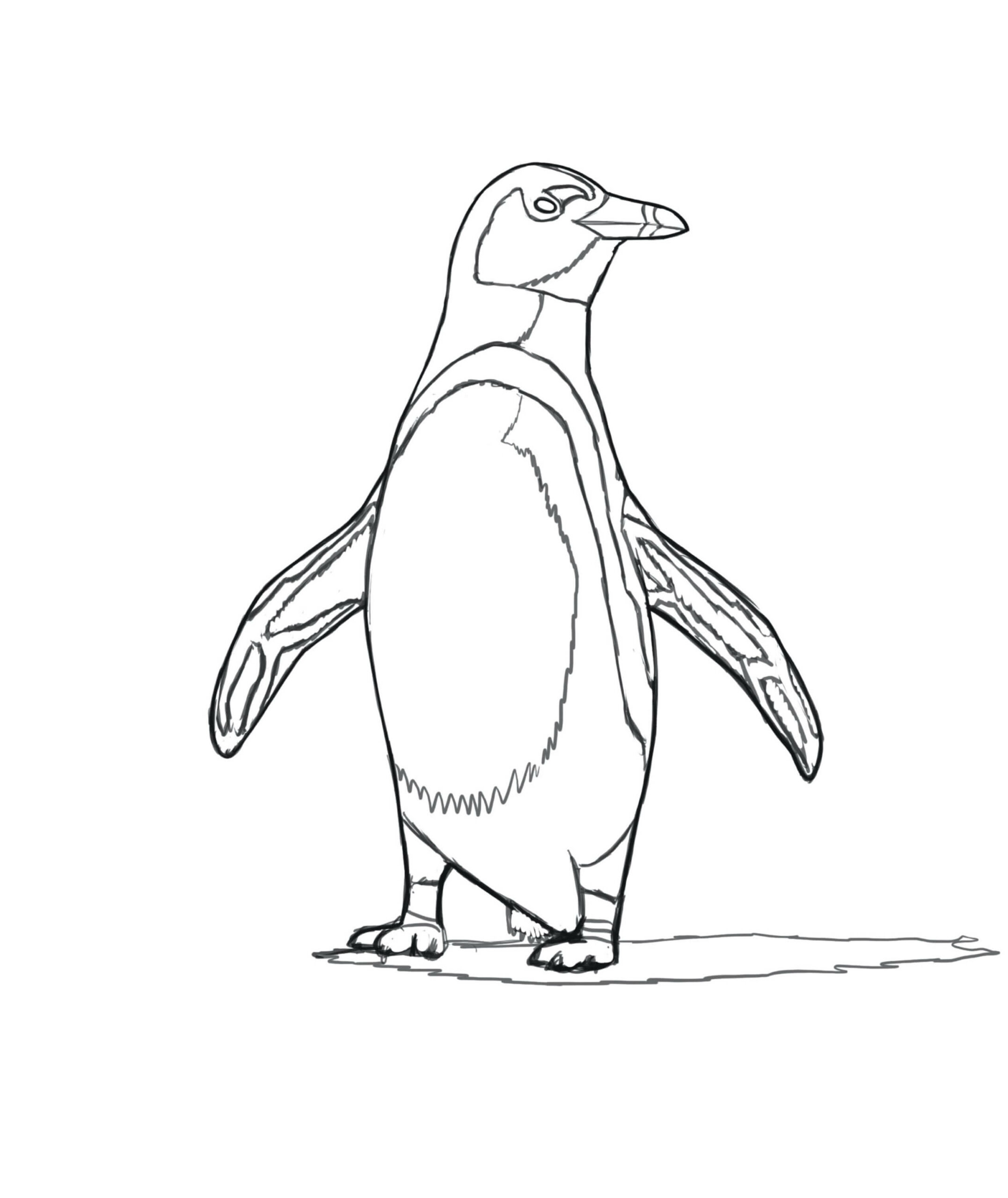 Dibujos de Pingüino Africano para colorear